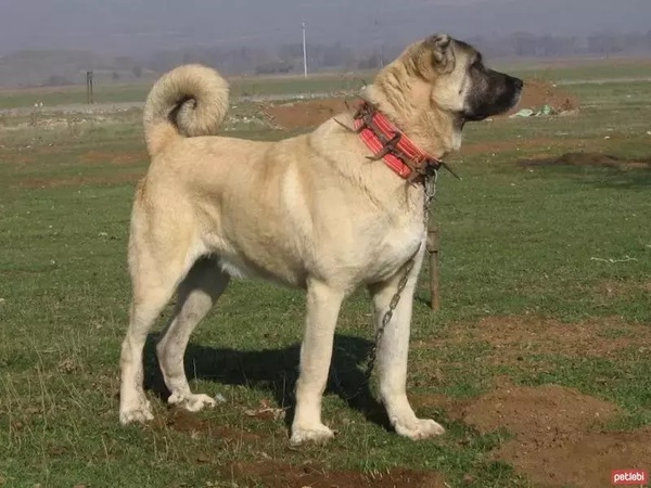 kangal-panakei